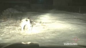 Полицейские из Сибири спасли сбежавшего в мороз новорожденного теленка