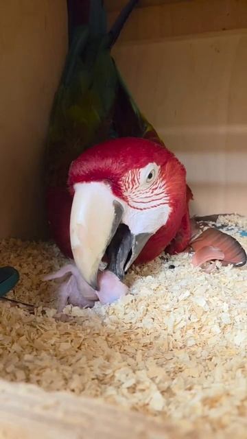 Вот это забота,вот это любовь смотреть онлайн