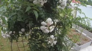 Хроника прошедшего лета. Июнь-июль 2025 г