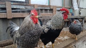 Двое из ларца