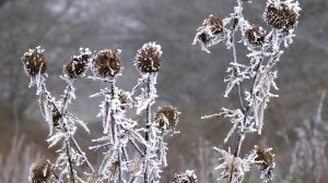 Как выглядит кубанская зима