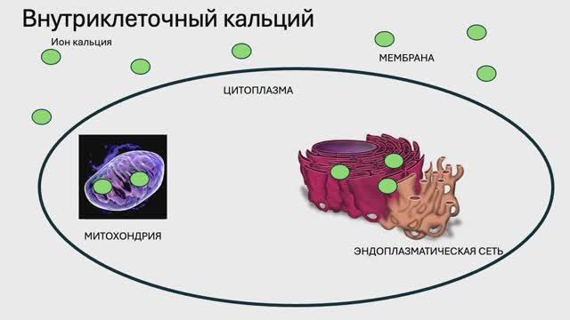 Механизмы клеточного повреждения. (Блок 2. Лекция 4)