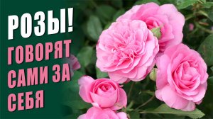 РОЗЫ, КОТОРЫЕ ГОВОРЯТ САМИ ЗА СЕБЯ. ПРОВЕРЕННЫЕ СОРТА РОЗ. ЛУЧШИЕ СОРТА РОЗ ДЛЯ САДА. ОБЗОР РОЗ