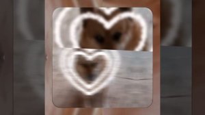 1000043683.mp4 (Собака смотрит на итоги монтажа электропроводки в доме А-фрейм)