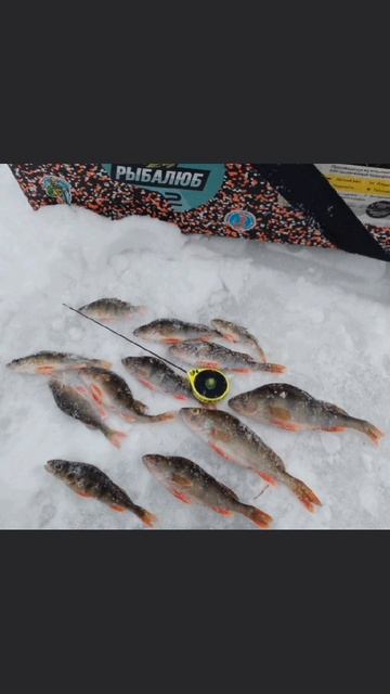 Порыбачил на Карьере🎣 Рыбачил на мормышку с пучком мотыля. Прикормил лунку мотылем.