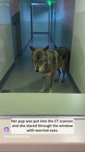 A story about animals 🐺 смотреть онлайн