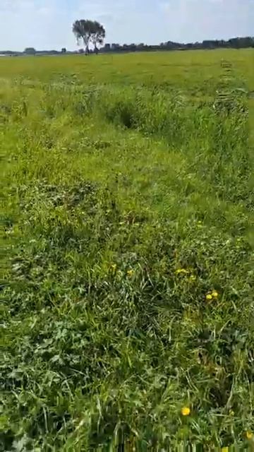 Голландия,мирно пасутся ослики,коровы ,кони. смотреть онлайн