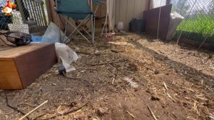 Любовь птицевода к Курочкам 🐥🐔🥚 Нежное видео 🐓 Версия (97)