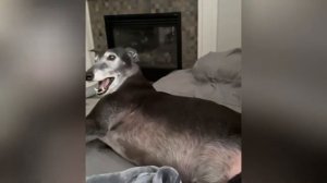 Смешные животные. До слез 😁