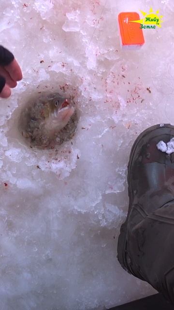 Судак клюнул на мормышку с мотылем смотреть онлайн