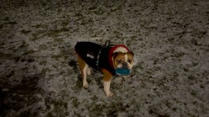 Бульдожка Черри и кане-корсо Зевс // Игра продолжатся