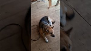 1000043627.mp4 (Собака смотрит на итоги монтажа электропроводки в доме А -фрейм)