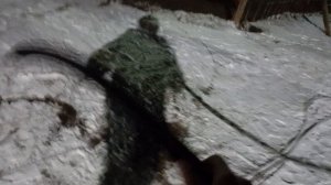 ВЕЧЕРНИЙ ОБХОД БЫКОВ