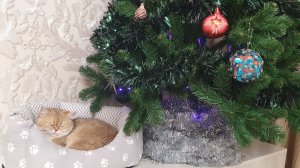 Готовимся к новому 2026 году, наряжаем Ёлочку!🎄🎅🎄🎄