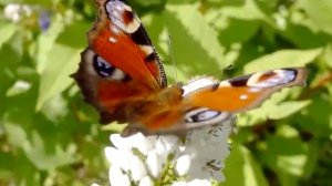 Просто_невероятная_музыкаЭто_Безумно_Красивая_Мелодия_трогающая_до_глубины_душиСергея_Чекалина