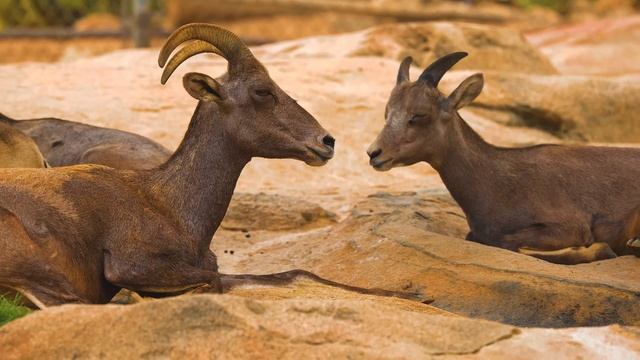 Потрясающее 8K видео - Dolby Vision HDR 8K видео Ultra HD 120 к #часть 2 смотреть онлайн