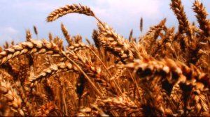 П.Доскоч Пшениця колоситься