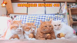 Нарядные Котики расслабляются на солнышке 🌞 🐈🐈🐈 (413)