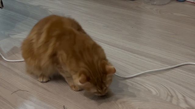 Руфик и мышь! :) смотреть онлайн