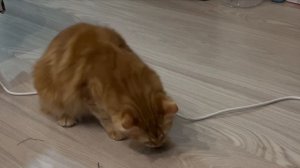 Руфик и мышь! :)