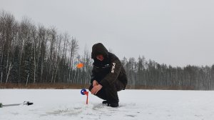 РЫБАЛКА НА ЖЕРЛИЦЫ 2025-26...В УХОДЯЩЕМ ГОДУ...ФЛАЖКИ СТРЕЛЯЮТ ОДИН ЗА ОДНИМ