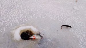 1-2 лёд 2025 р. Свирь окунь на блесну.