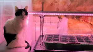 Эустома. С МОМЕНТА ПОСЕВА ЭУСТОМЫ ПРОШЛО 7 дней.  Петуния прошлого года