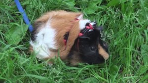 Блэкки и Белочка прогулка июль2022