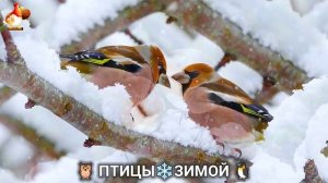 Птицы зимой в лесу 🐦⬛🦉🦅 видео для отдыха душой 🌲(6)