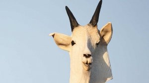 Язычники в масках козлов на Рождество на Украине возмутили Захарову