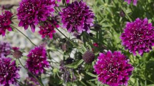 Только эти цветы посажу в 2026 году! Неприхотливые цветы, цветущие все лето в саду. Часть 2