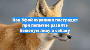 Под Уфой охранник пострадал при попытке разнять бешеную лису и собаку