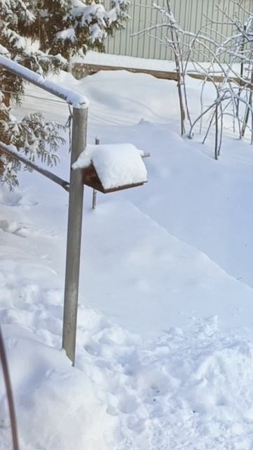 Круговорот синичек в огороде
