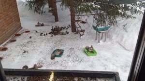 субботний вольный зоопарк