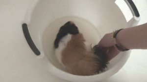 Морские свинки купаются июль 2022