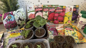 ЦВЕТЫ 2026 позднего посева, без рассады на окнах