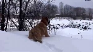 GAMPR TITAN ➖БАЛЬТАЗАР.МОЩНЫЙ АБОРИГЕН РАБОЧЕГО НАПРАВЛЕНИЯ.НАШ ПЛЕМЕННОЙ КОБЕЛЬ#гампр#