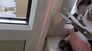 Басино желание победить🏆