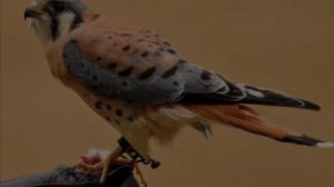 Красивые птицы !