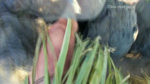 Эд Стаффорд: Голое выживание 2 сезон 9 серия (документальный сериал, 2013)