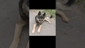 Джон и Кенолог