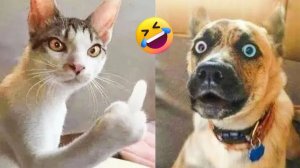 СМЕШНО ДО СЛЕЗ 😹😍 СМЕШНЫЕ КОТЫ, ЛУЧШИЕ ПРИКОЛЫ С КОТАМИ, СОБАКАМИ КОШКИ,СОБАКИ , ЖИВОТНЫЕ 🥰