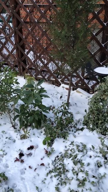 Первый снег в южном саду❄️ смотреть онлайн