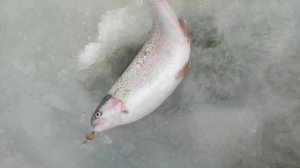 Лампочка Ильича в деле))