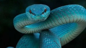 Ядовитая голубая куфия сбежала из террариума и укусила хозяйку в Москве