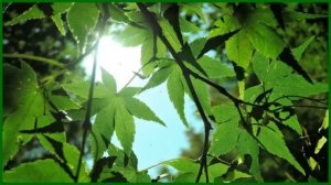 Улучшает состояние при депрессии, тревоге,  головокружении, страхе, раздражительности