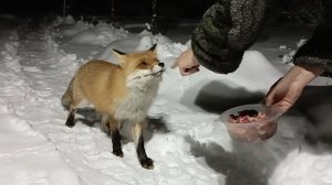 (1208) Лиса приходит в гости. Декабрь 2025