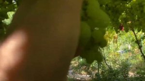 Виноград Розовый Король на 12 августа 2025