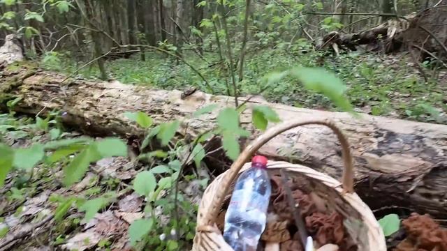 ❗ЗА ГРИБАМИ В ПРЕДДВЕРИИ ДНЯ ПОБЕДЫ 9 МАЯ 2023👉ГРИБЫ СМ смотреть онлайн