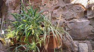 Особая улочка в Старом городе Иерусалима у монастыря святого Спиридона Тримифунтского